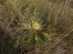 Carlina acanthifolia