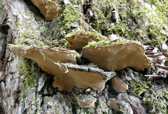 Phellinopsis conchata