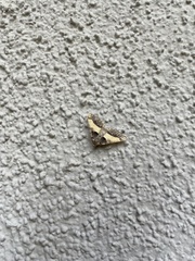 Frederickia hypaethrata