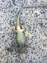 Gallotia stehlini
