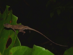 Anolis rodriguezii