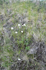 Achillea impatiens