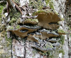 Phellinopsis conchata