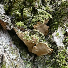 Phellinopsis conchata