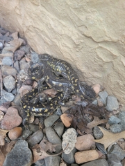 Ambystoma tigrinum