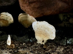 Trametes elegans