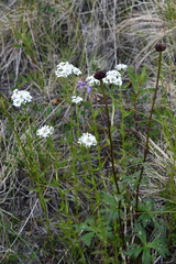 Trollius asiaticus