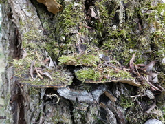 Phellinopsis conchata