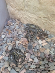 Ambystoma tigrinum