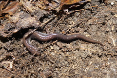Plethodon cinereus