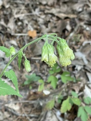 Brickellia grandiflora