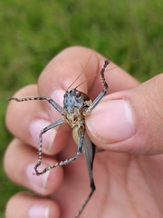 Tettigoniinae