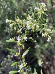 Styphelia mutica