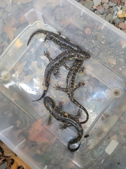 Ambystoma tigrinum