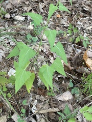 Brickellia grandiflora