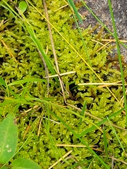 Thuidium delicatulum