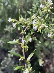 Styphelia mutica