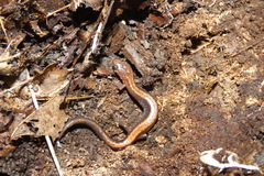 Plethodon cinereus