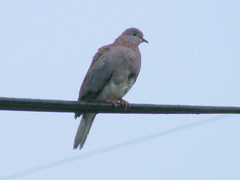 Streptopelia senegalensis senegalensis