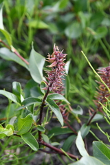 Salix saxatilis