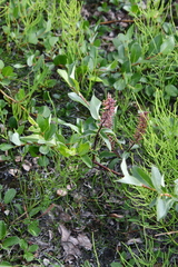 Salix saxatilis