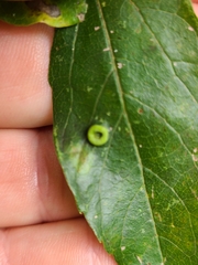 Pachypsylla celtidismamma