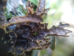 Pseudocyphellaria holarctica