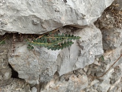 Asplenium ceterach