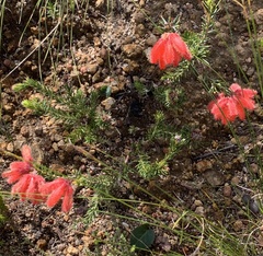 Erica cerinthoides cerinthoides