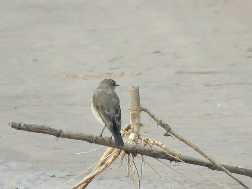 Little Ground Tyrant (Syrtidicola fluviatilis), photo 8