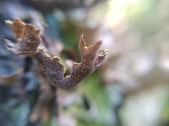Pseudocyphellaria holarctica