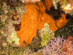 Spirastrella cunctatrix