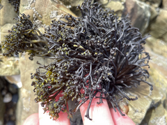 Psilophycus alveatus