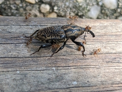 Sphenophorus cariosus
