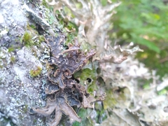 Pseudocyphellaria holarctica