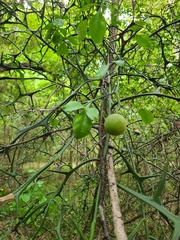 Citrus trifoliata