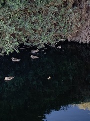 Anas georgica spinicauda