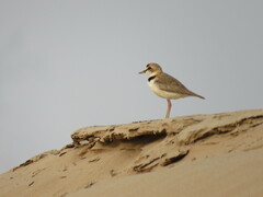 Charadrius collaris