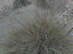 Muhlenbergia rigens