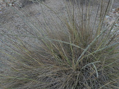 Muhlenbergia rigens