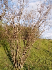 Guettarda uruguensis