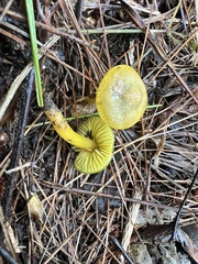 Gliophorus psittacinus