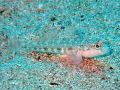 Gobius roulei