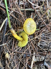 Gliophorus psittacinus