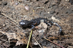Ambystoma laterale