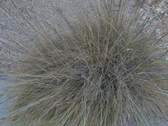 Muhlenbergia rigens