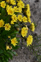 Taraxacum glabrum