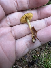 Gliophorus psittacinus