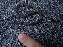 Zamenis longissimus
