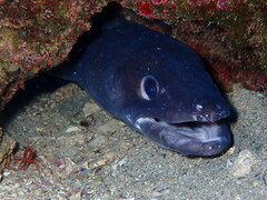 Conger conger